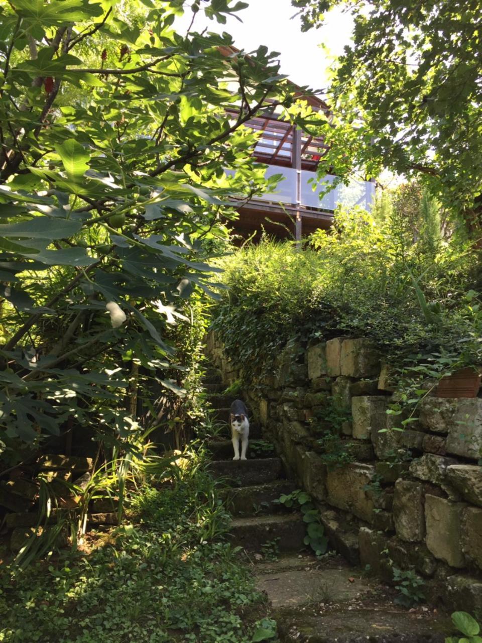 Pergola House In A Green Oasis With Fantastic View Διαμέρισμα Petrovaradin Εξωτερικό φωτογραφία